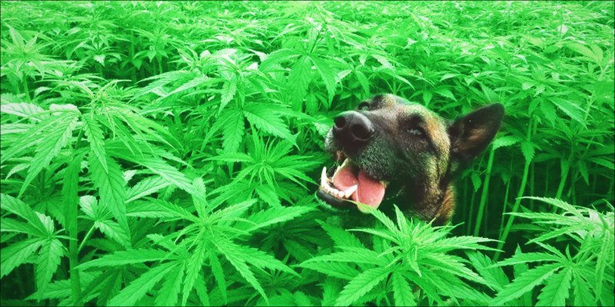 Собака и марихуана наркотик мит