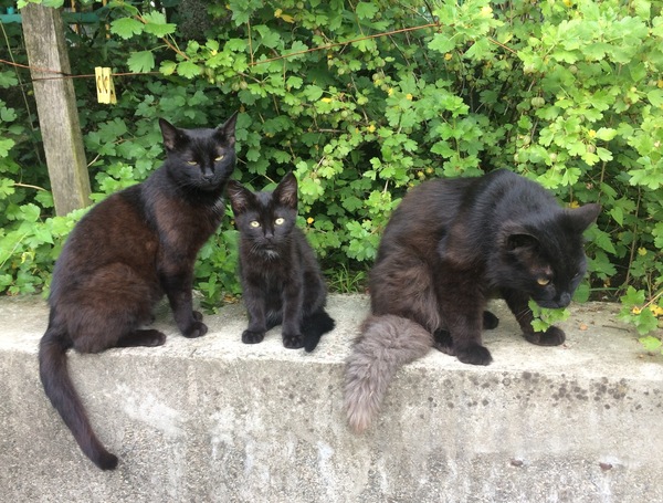 ��������� ��������. ���� � ��� �����.