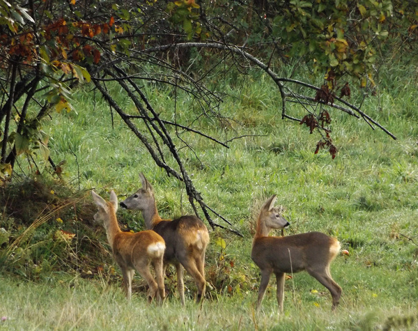 Forest (not large) neighbors 2 - My, Roe, , Forest, Video, Longpost