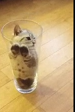 Bartender! A glass of cat, unfiltered. - cat, Cup