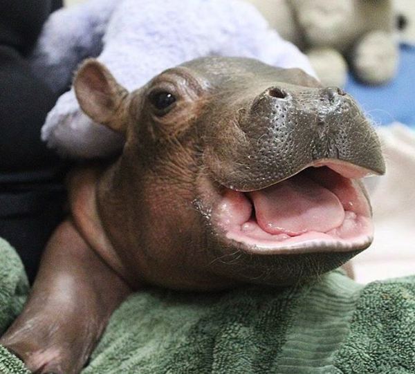 Newborn Hippo - Milota, The photo, , Baby, hippopotamus