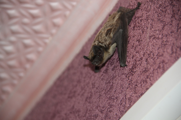 Night friend. - My, Bat, Crowley, Moths