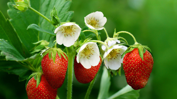 Planting and growing strawberries (strawberries) - Dacha, Garden, Strawberry, Strawberry, My, Strawberry (plant), Longpost, Garden