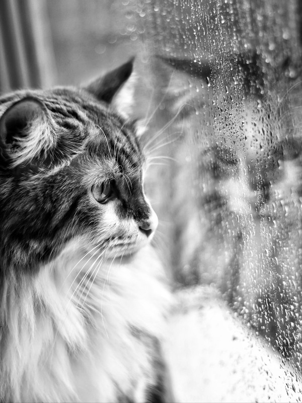 Summer, where are you??? - My, cat, Sadness, Sadness, Rain, Drops, The photo, Black and white photo, I want criticism