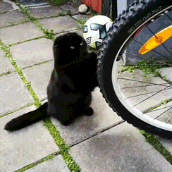 Thanks man for a great thread - cat, A bike, GIF