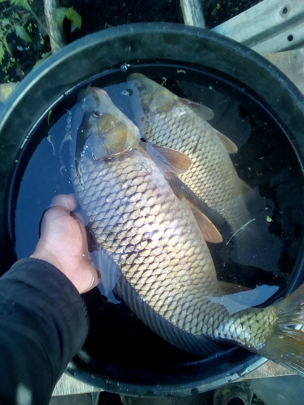 Today's catch. carp 2 kg. - My, Carp, Float, Longpost, A fish, Fishing, The photo