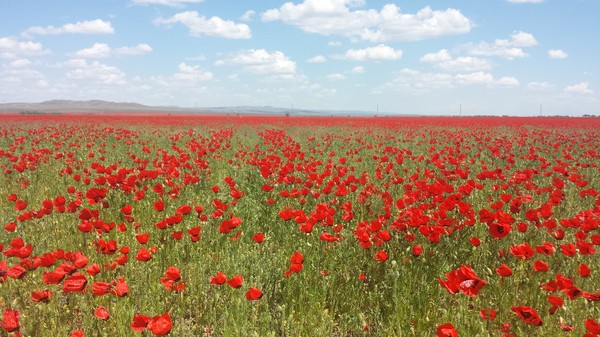 A few landscapes for you - Nature, Kazakhstan, Travels, Poppy