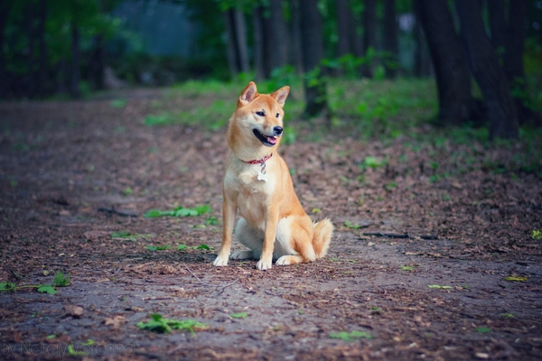 Лесная сиба - Моё, Собака, Сиба-Ину, Шиба ину, Фотография, Doge