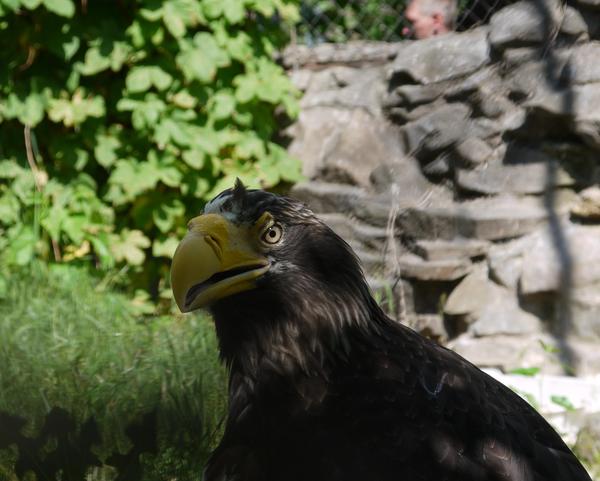 Handsome Steller's Eagle - Eagle, Bald eagle, Birds