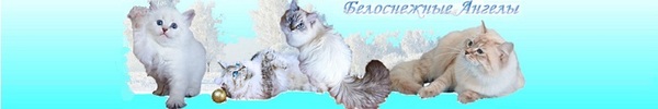 Creation of the Snow-White Angels community - Neva Masquerade, cat, Breed, Angel, My
