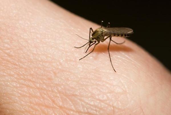 How to get rid of itching after mosquitoes. - Itch, My, Mosquitoes, A spoon, Lighter