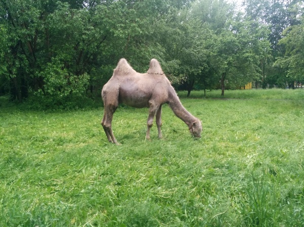 Ordinary Ural morning landscape - My, Yekaterinburg, Routine, Camels, Morning