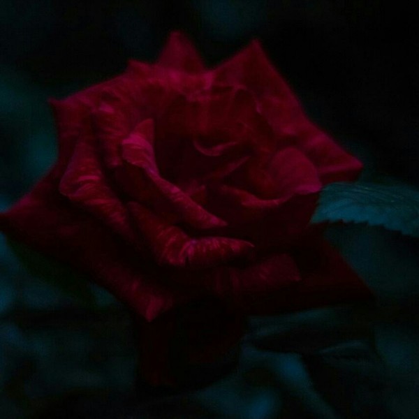 Dark rose - Моё, Фотография, Роза, Цветы, Canon, Длиннопост