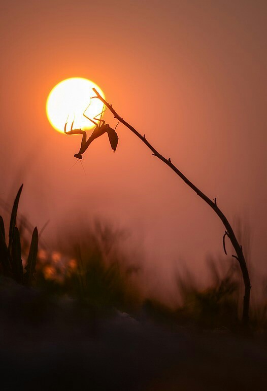 Barefoot in the sun - Macro photography, Macro, Closeup, Sunset, Branch, Insects, Mantis, The photo