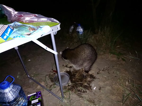 Raccoon attack. - Raccoon, Black Sea, Tent, Animals, Abrau-Durso, Longpost