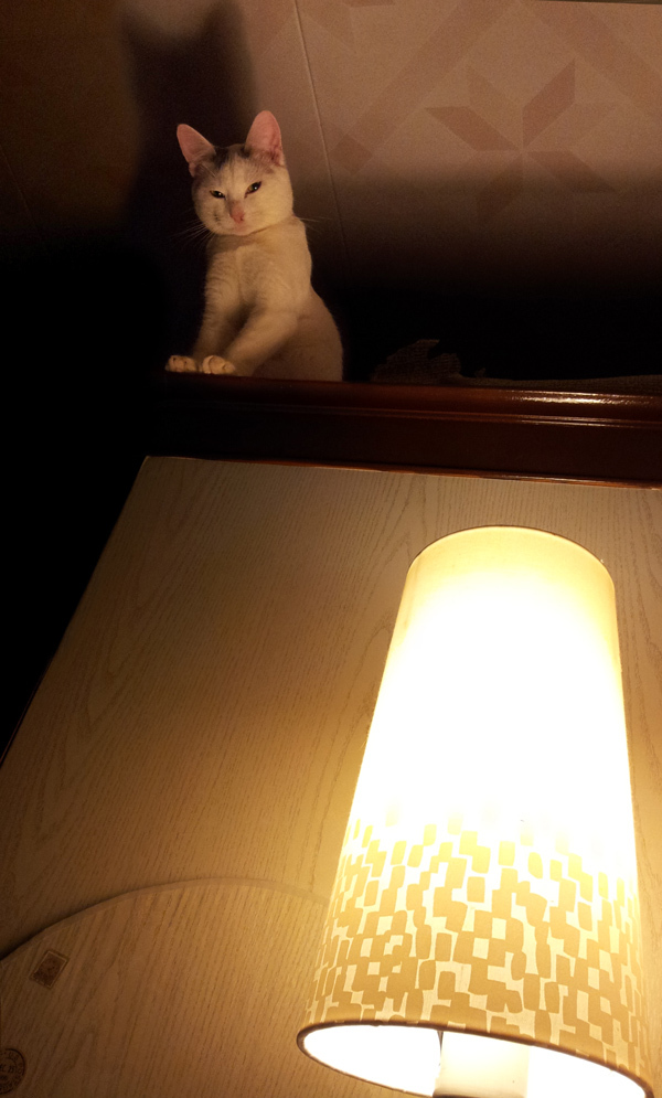 The catholicity of this post is over the top - My, , cat, Cat with lamp, Bike, , The photo, 