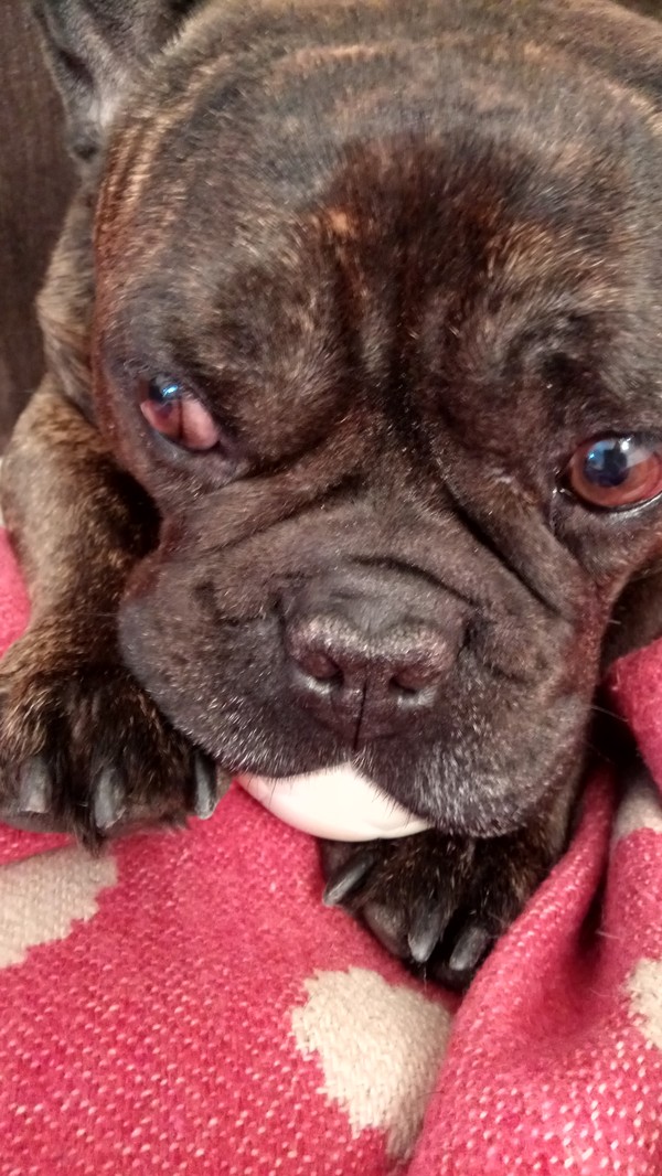 Funny french bulldog - My, French Bulldog, Dog, My, Longpost