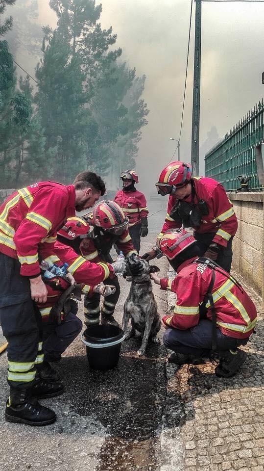 In Portugal, during a fire - Fire, Portugal, Dog, Firefighters, The rescue