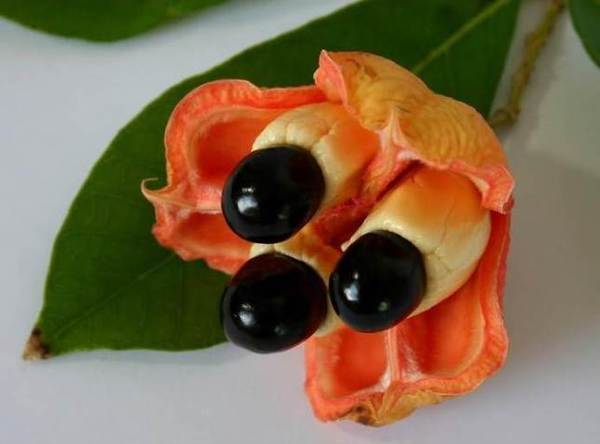 самые опасные блюда в мире. Смотреть фото самые опасные блюда в мире. Смотреть картинку самые опасные блюда в мире. Картинка про самые опасные блюда в мире. Фото самые опасные блюда в мире самые опасные блюда в мире. Смотреть фото самые опасные блюда в мире. Смотреть картинку самые опасные блюда в мире. Картинка про самые опасные блюда в мире. Фото самые опасные блюда в мире