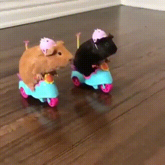 Fast & Furious 18 teaser... - GIF, Guinea pig, Race, 9GAG, The fast and the furious, Milota