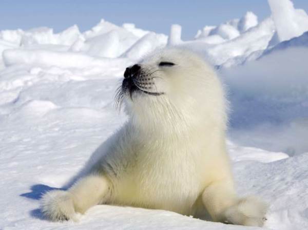 seals - , Animals, Seal, , Longpost