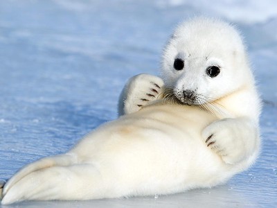 seals - , Animals, Seal, , Longpost