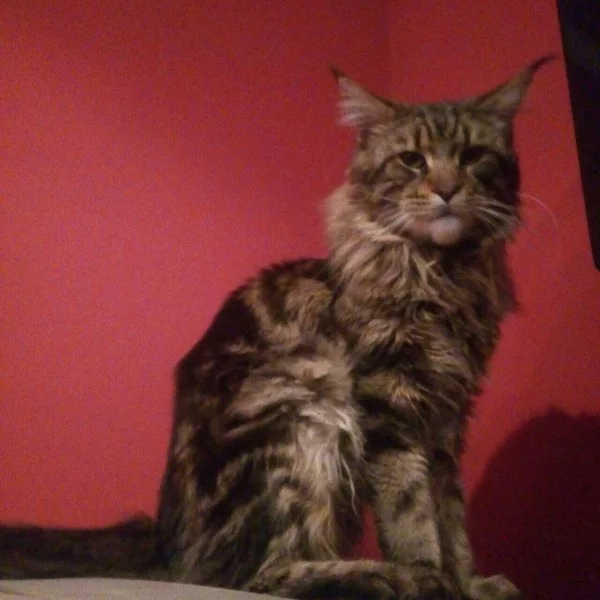 Lost Maine Coon! Kislovodsk - My, Lost cat, Help, Help me find, cat, Kislovodsk, Maine Coon