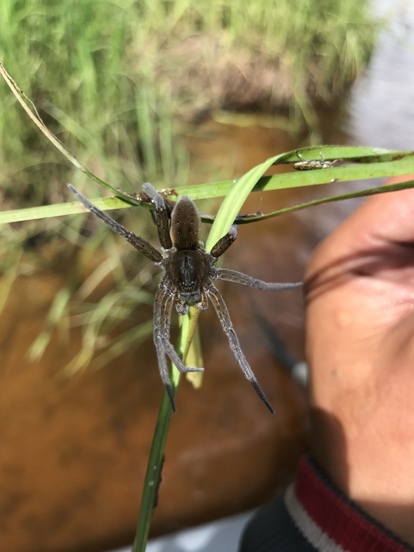 What kind of spider is this? - My, Spider, Looks, 