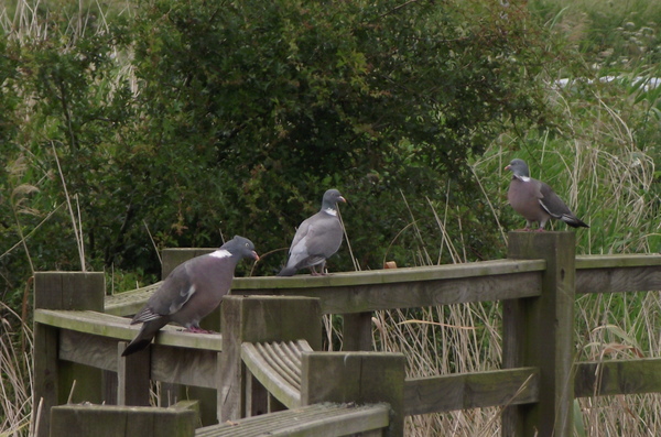 Offsite meeting - My, Nature, Pigeon, Funny, Moment, My, GIF, Longpost
