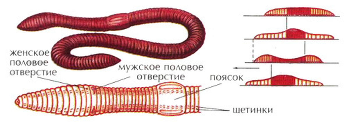 Движение дождевого червя