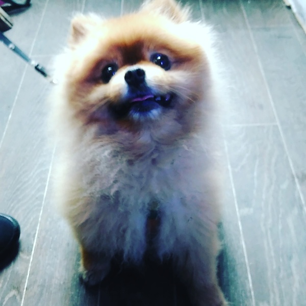 Cake - My, My, Dog, Pomeranian