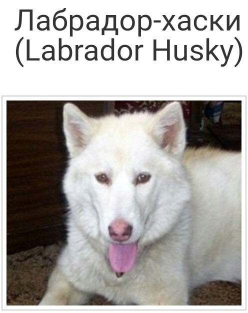 Mestizo Husky - Mestizo, Husky, Longpost, Dog