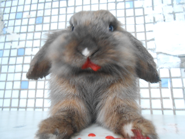 You are next - My, Rabbit, Strawberry, Killer, Pets, Strawberry (plant)