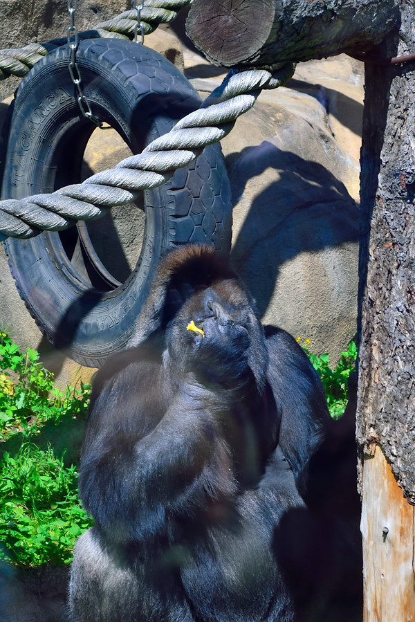 indecent humble) - My, The photo, Animals, Gorilla, Frame, Zoo