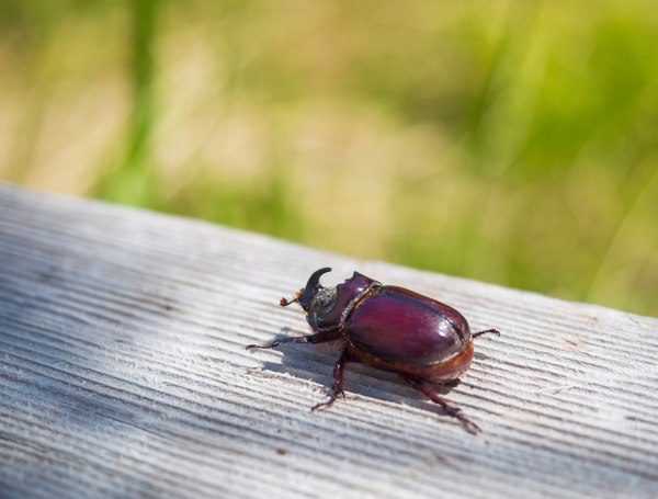 I caught this guy today. - Rhinoceros beetle, Жуки, Nature