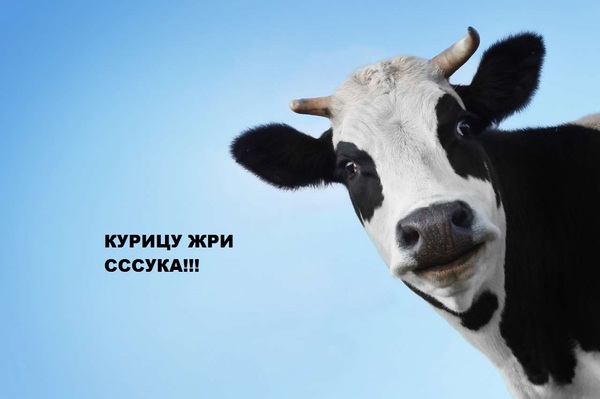 национальная еда в польше. 14980764301076438. национальная еда в польше фото. национальная еда в польше-14980764301076438. картинка национальная еда в польше. картинка 14980764301076438. Национальная кухня Польши сформировалась из колоссального разнообразия народов Речи Посполитой и природных богатств земли. Рацион изобилует растительными ингредиентами и мясом, которые комбинируются то в восточные, то в итальянские блюда. Рацион средневековой Польши считался обильным, питательным, чрезмерно пряным, многокомпонентным и не всегда вкусным. Как менялись гастрономические предпочтения поляков и что с ними происходит сейчас?