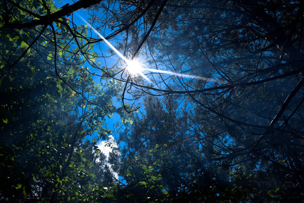 Spruce forest in the smoke of a fire - Christmas trees, Forest, My, The photo