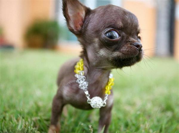 The smallest dog in the world - Animals, Dog, Chihuahua, Longpost