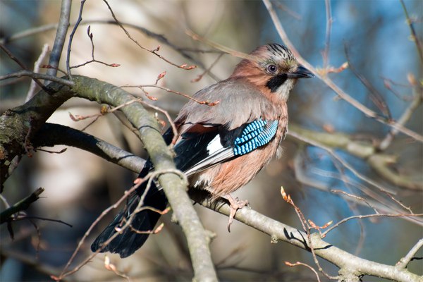 Jay - My, Jay, Birds, The photo, Bird watching