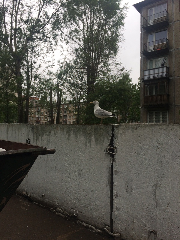 В каждом городе свои голуби - Моё, Птицы, Санкт-Петербург