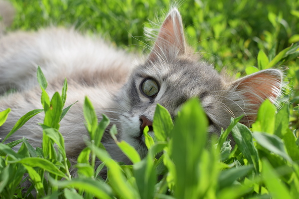 Right now, to soak up the grass - My, cat, , whale