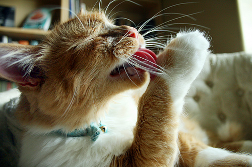 delicious cats - My, cat, Yummy, Licking