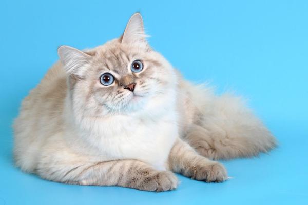 Cat breed Neva Masquerade - Amur (white angels) - cat, Longpost, Cat breeds, My, Neva Masquerade