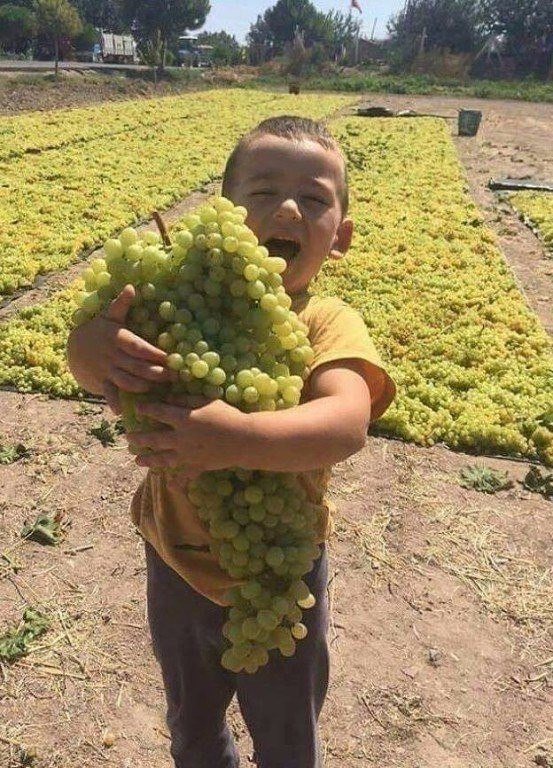 One sprig of grapes for me please... - Grape, Children's happiness, Children