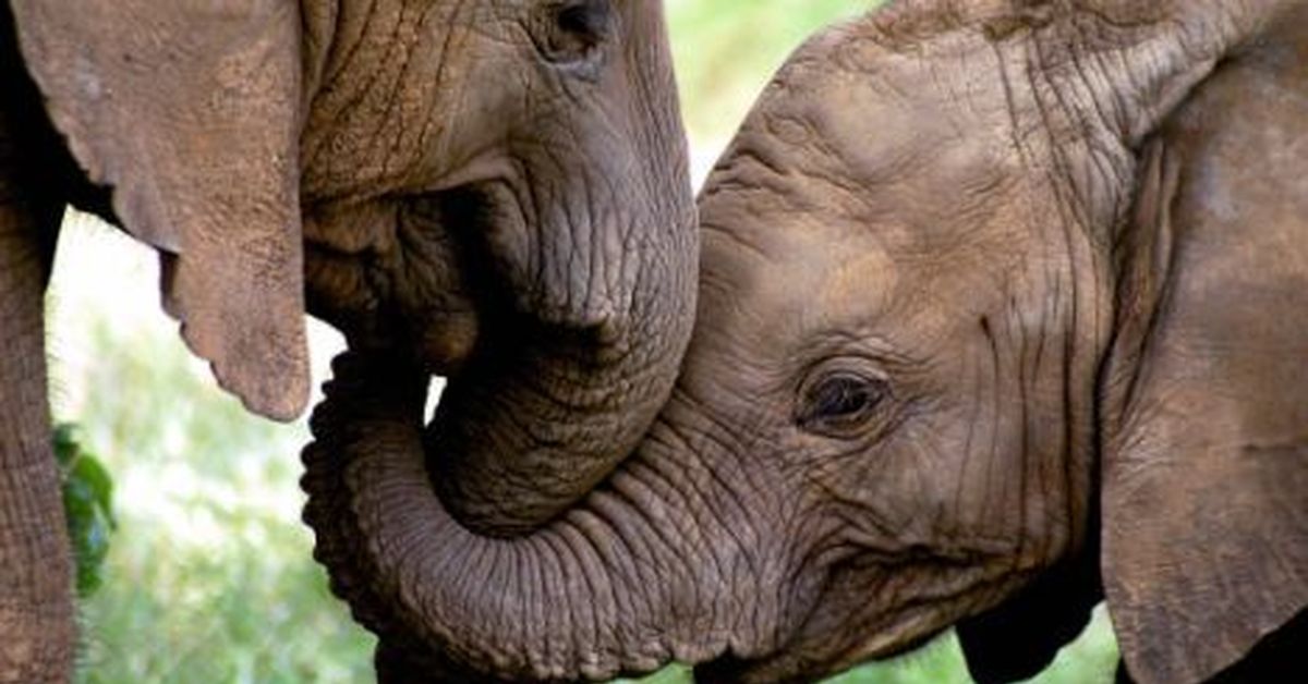 Слоновый язык. Благородный слон.