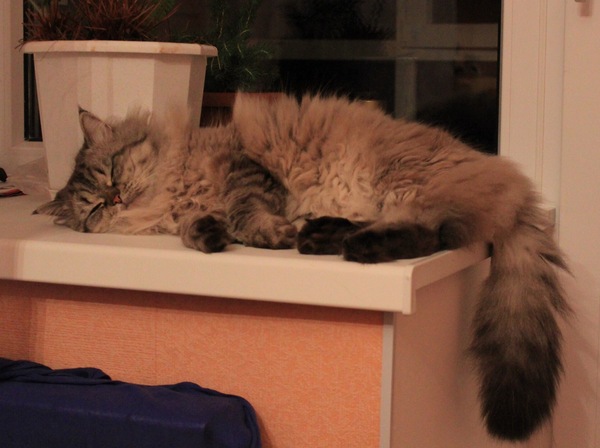 Sweet dreams - My, cat, Pet, Methodius Valerievich, Pets