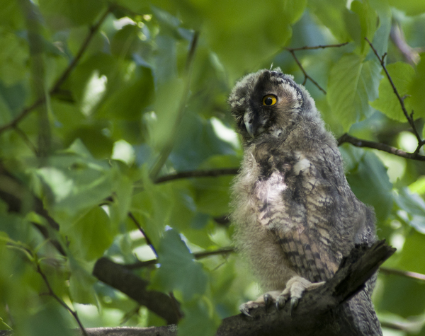 Long-eared owl chicks - My, Birds, Owl, The photo, Eared, Sight, Nature, Eyes, Longpost