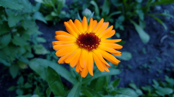 Calendula! - Calendula, Summer, My