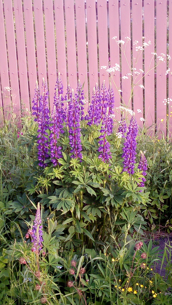 JUST BEAUTIFUL - The photo, Flowers, Longpost, beauty