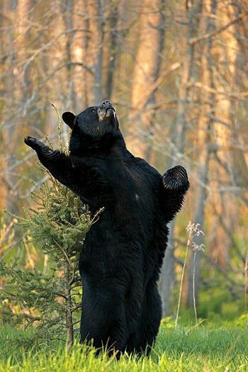 Forward, forest friends! To a bright future! - The Bears, Forest, Paws, Humor, Lenin, Politics